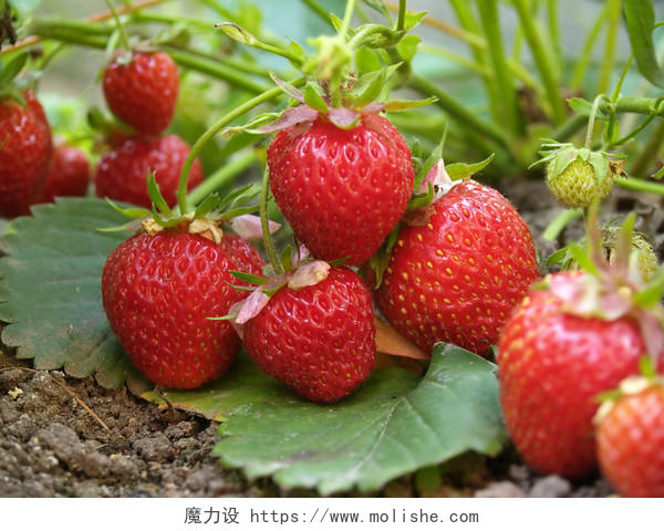新鲜水果采摘草莓园里生长成熟的红色草莓